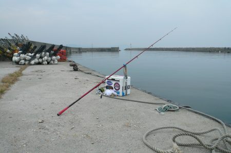 西淡の落ちギス釣査