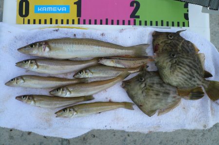 明石川河口で良型キスが釣れました