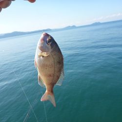 新波止でマルアジ！！アイゴも行けます！！