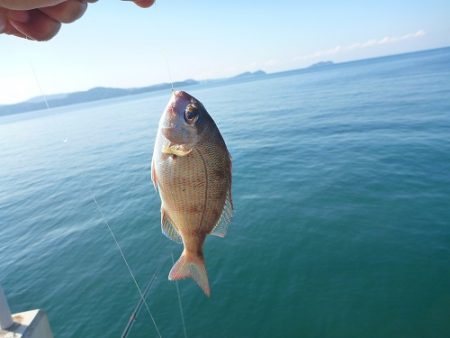 新波止でマルアジ！！アイゴも行けます！！