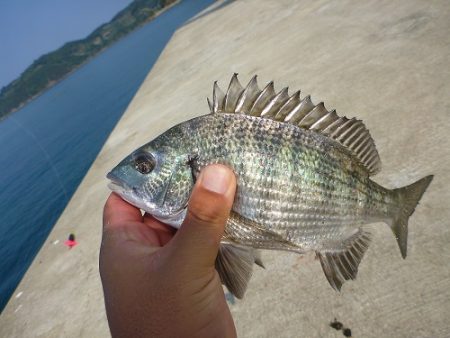 湯浅沖一文字　アジ釣り