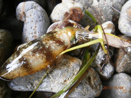 場所によって偏りが・・・