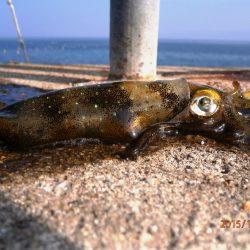 タイムマシン・・・・サイズが新子？