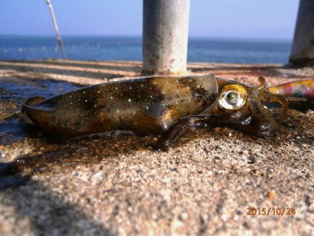 タイムマシン・・・・サイズが新子？