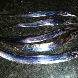 太刀魚好調継続中