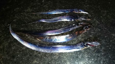 太刀魚好調継続中