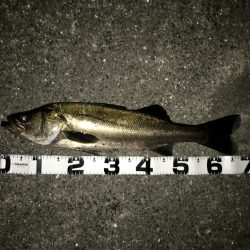 シーバスからのタチウオ調査‼︎