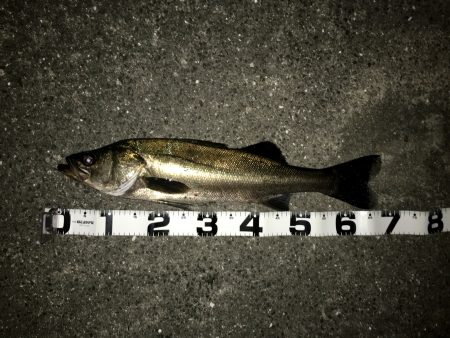 シーバスからのタチウオ調査‼︎