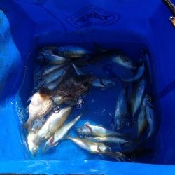 サビキ釣り！！！