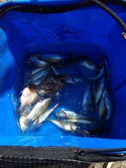 サビキ釣り！！！