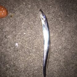 ゲキシブの中での価値ある一匹