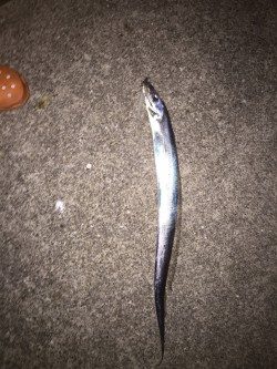 ゲキシブの中での価値ある一匹