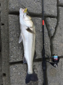 紀ノ川シーバス