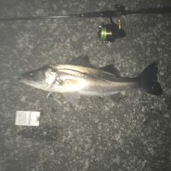 タチウオより・・スズキ好み