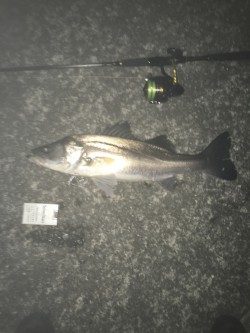 タチウオより・・スズキ好み