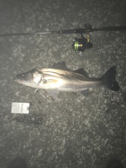 タチウオより・・スズキ好み