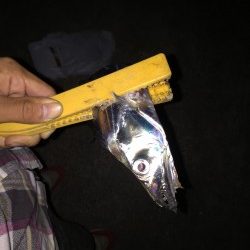 久々和歌山でのワインド