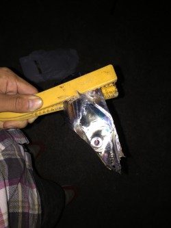 久々和歌山でのワインド