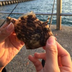 カワハギリベンジ!