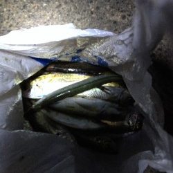 久しぶりのアジング