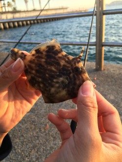 カワハギリベンジ!