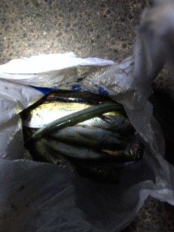 久しぶりのアジング