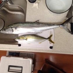 ショアジキング