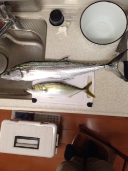 ショアジキング