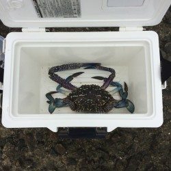 落ちギス探索➕おまけ笑