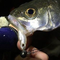 ライトシーバス♪