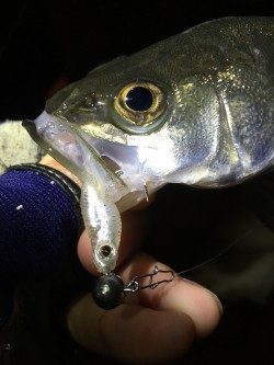 ライトシーバス♪