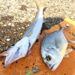 ドリームアップ、DD8で