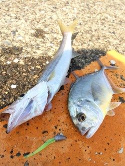 ドリームアップ、DD8で