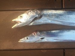 ワインドでタチウオ