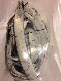 ネットで調べて遠征しました。