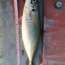 久々の太刀魚とオマケ