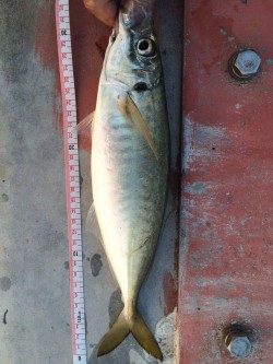 久々の太刀魚とオマケ