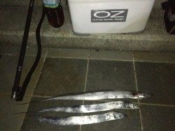 マリーナのタチウオ！