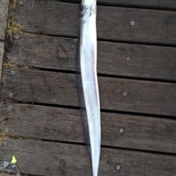 爆風の中でなんとか一匹