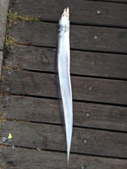 爆風の中でなんとか一匹