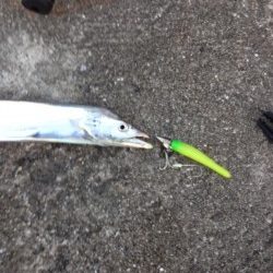 武庫一 ショアジギ&ワインド調査