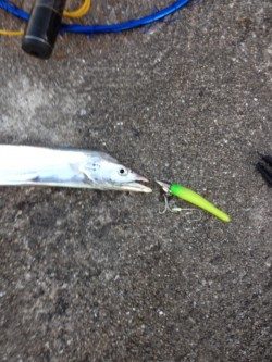 武庫一 ショアジギ&ワインド調査