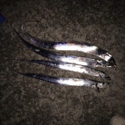 今季初太刀魚釣行