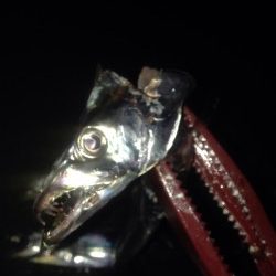 ワインドタチウオ