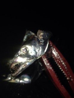 ワインドタチウオ