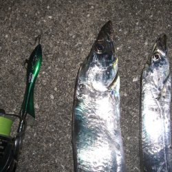 太刀魚絶好調V(^_^)V