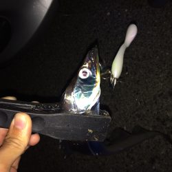 短時間タチウオ釣行