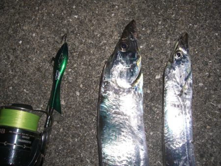 太刀魚絶好調V(^_^)V