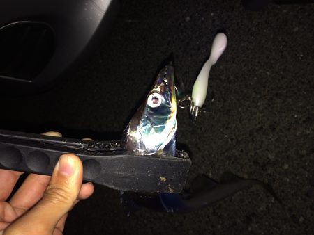 短時間タチウオ釣行