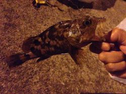 初めての林崎漁港